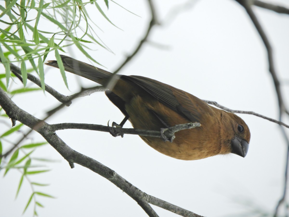 Ultramarine Grosbeak - ML620464947