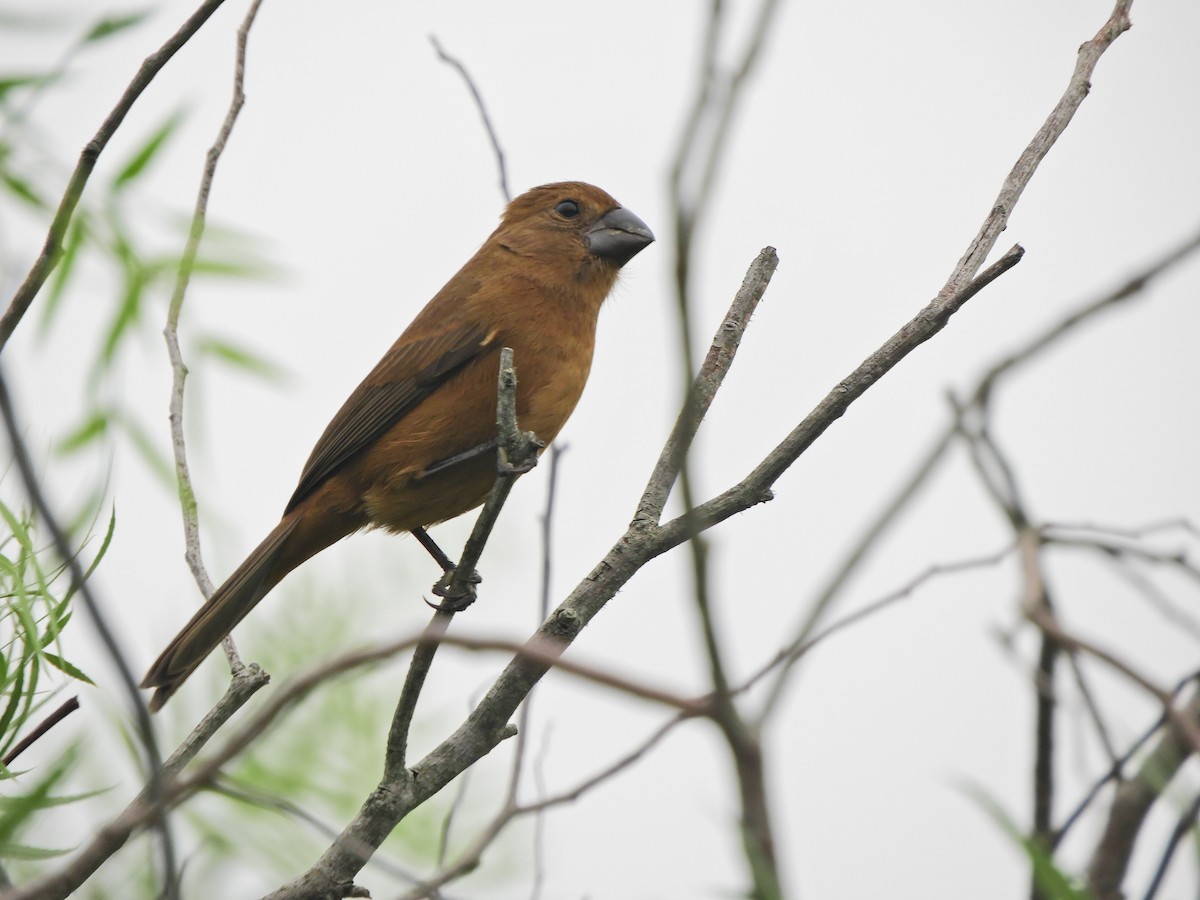 Ultramarine Grosbeak - ML620464950