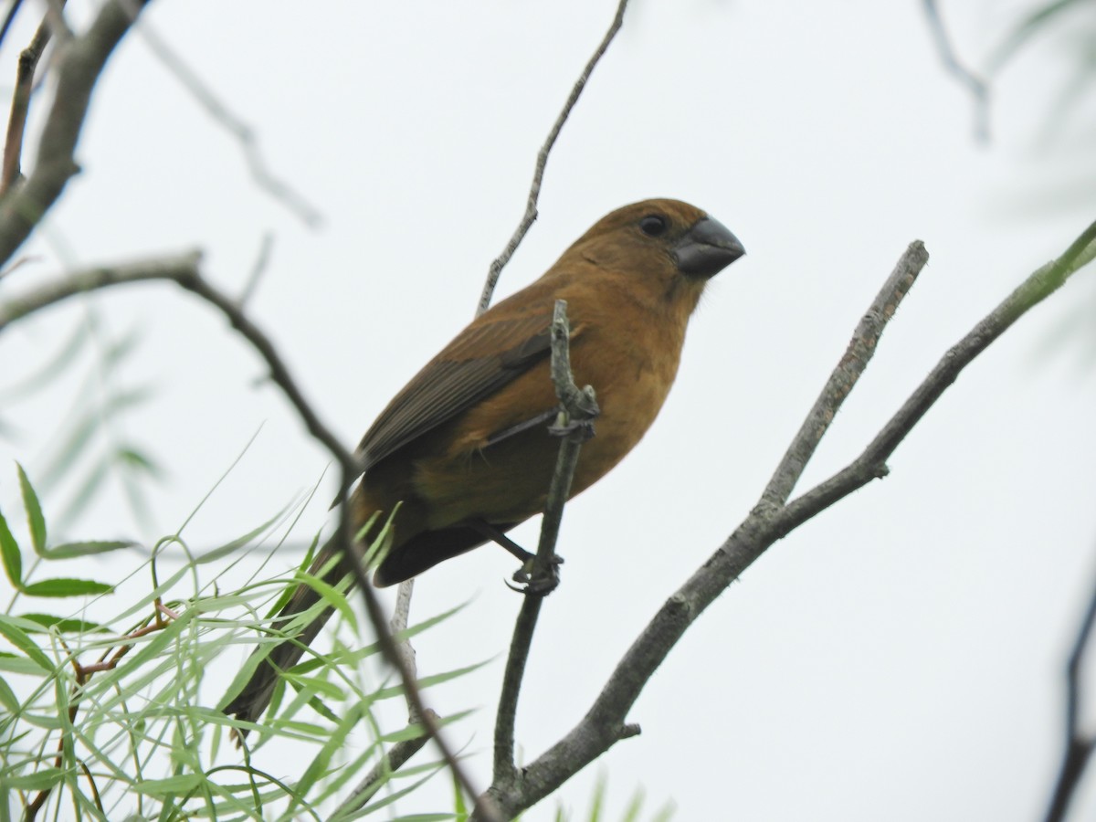 Ultramarine Grosbeak - ML620464953