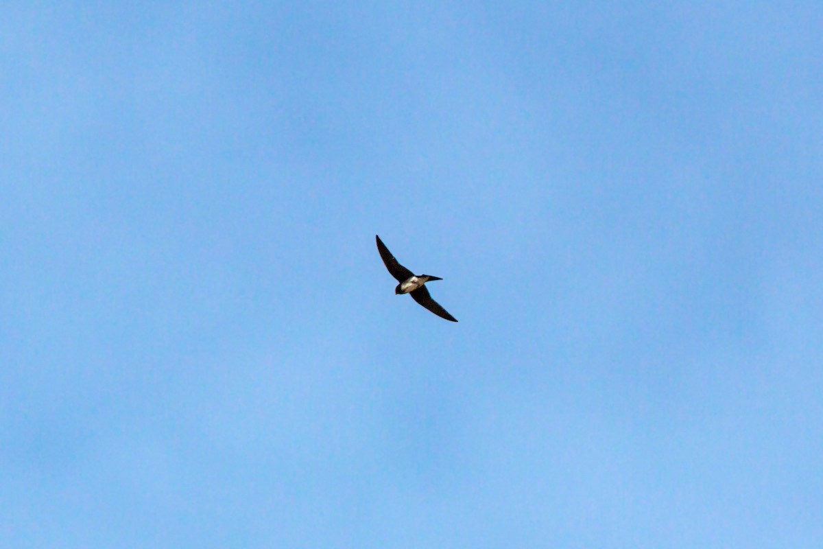 Golondrina Caribeña - ML620464957