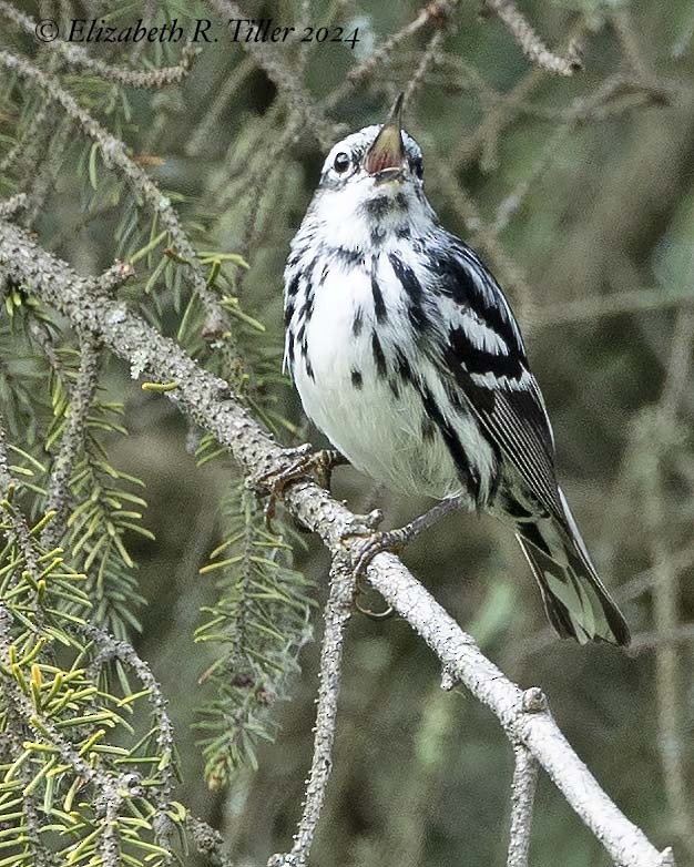 Black-and-white Warbler - ML620464959