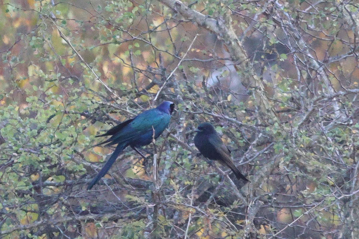 Fork-tailed Drongo - ML620464960