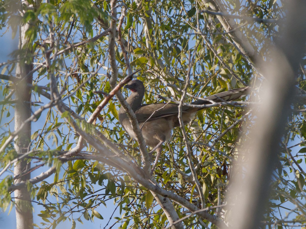 Plain Chachalaca - ML620464961