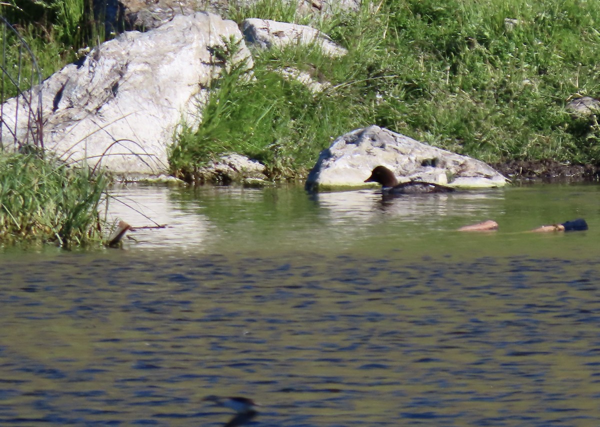 Barrow's Goldeneye - ML620464971