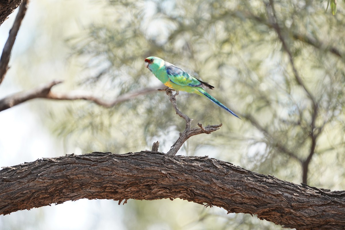 Perico de Port Lincoln - ML620464973