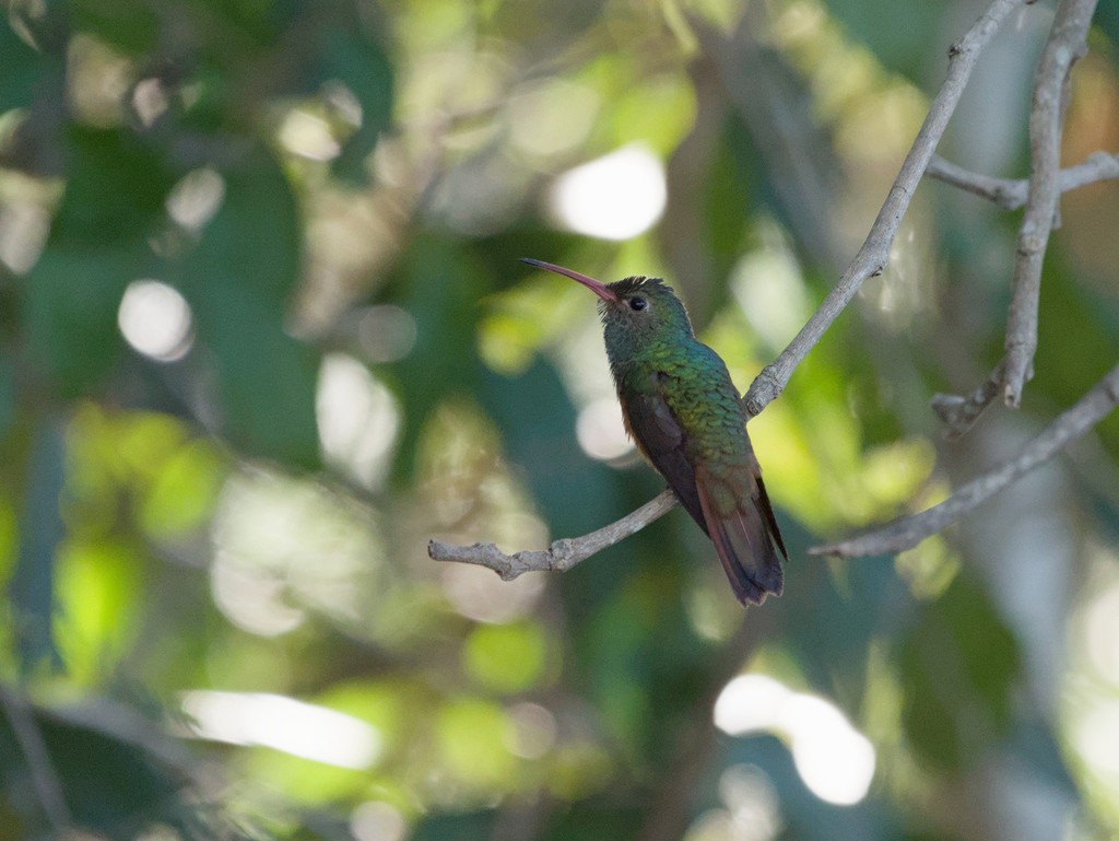 Buff-bellied Hummingbird (Yucatan) - ML620464975