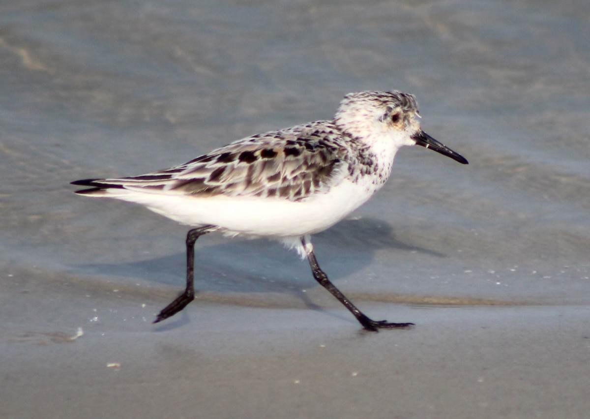 Sanderling - Kenneth Showalter