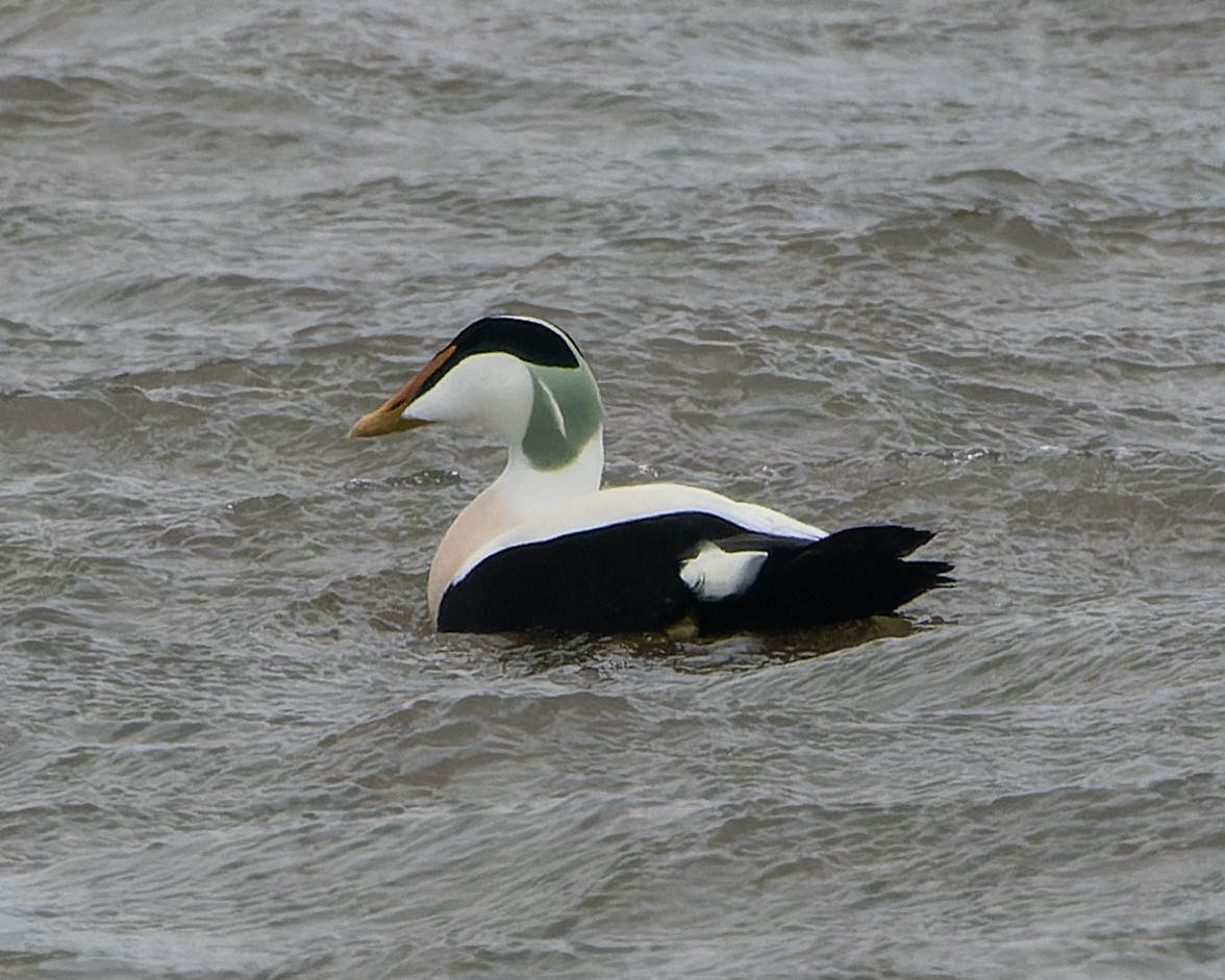 Common Eider - ML620464977