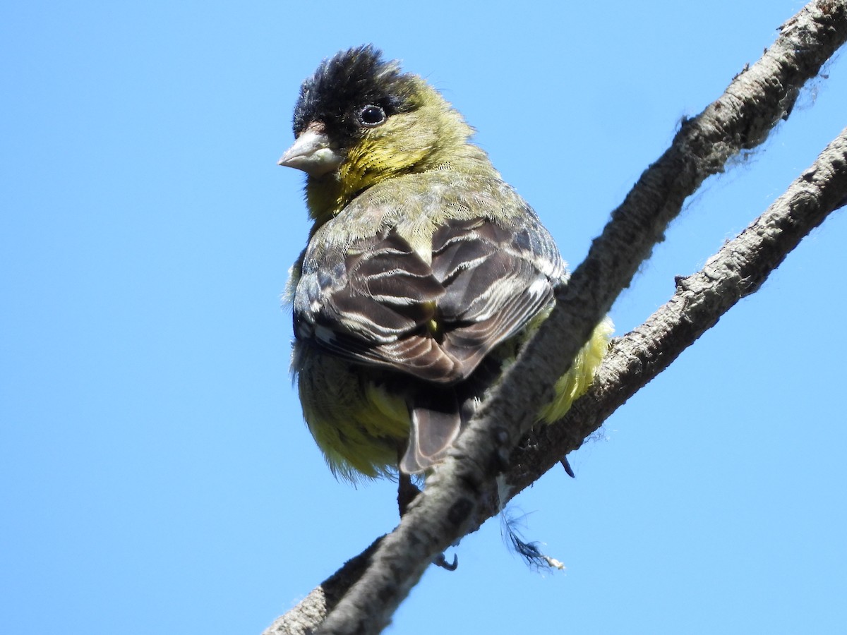 Lesser Goldfinch - Ken Burgdorff