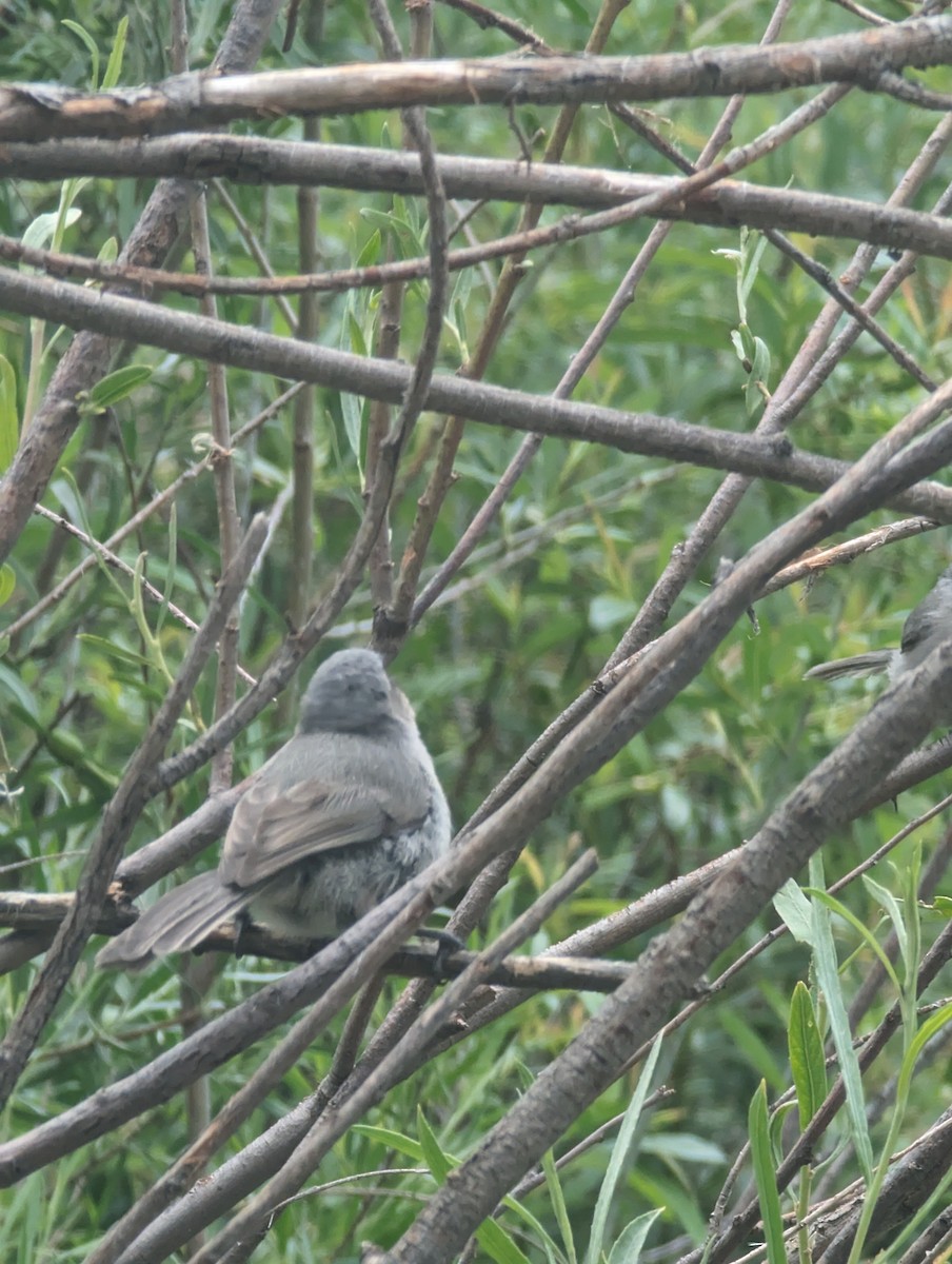 Bushtit - ML620464982