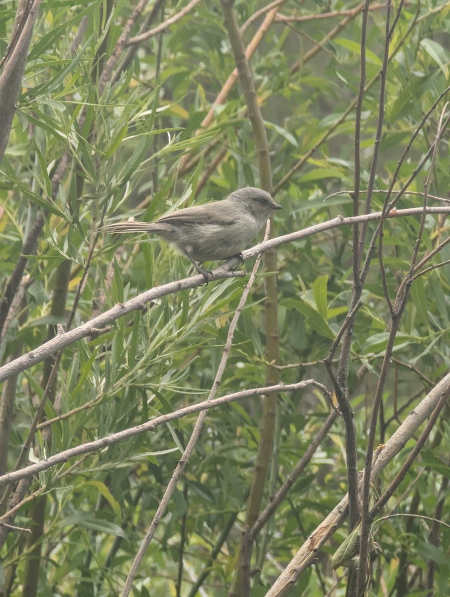 Bushtit - ML620464983