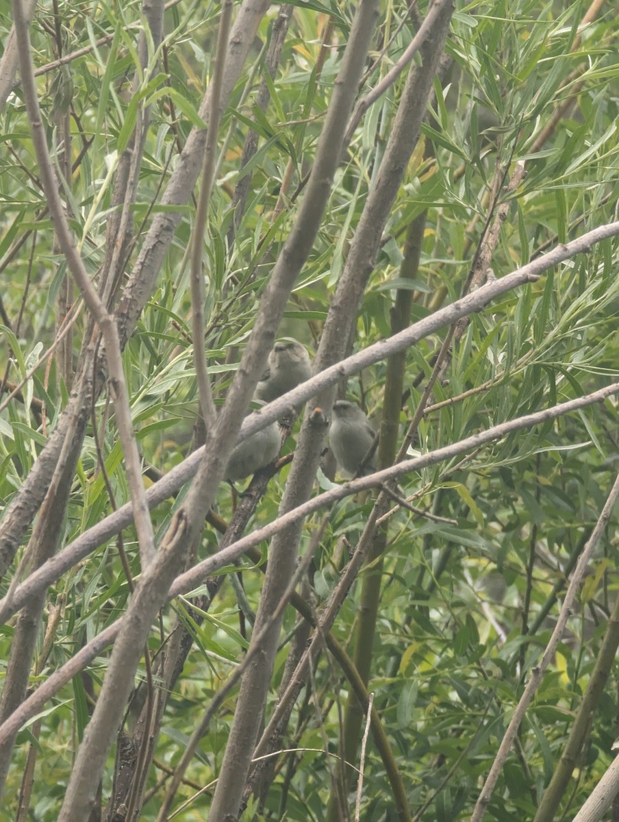 Bushtit - ML620464985