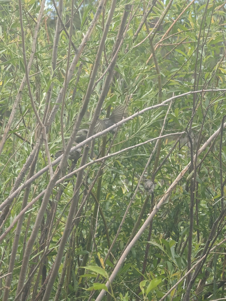 Bushtit - ML620464992