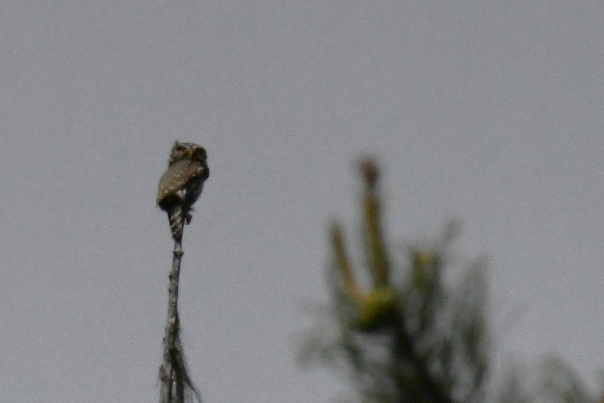 Northern Pygmy-Owl - ML620464995