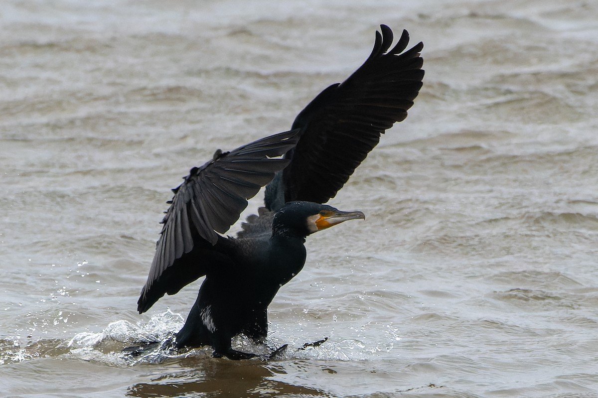 Great Cormorant - ML620464996