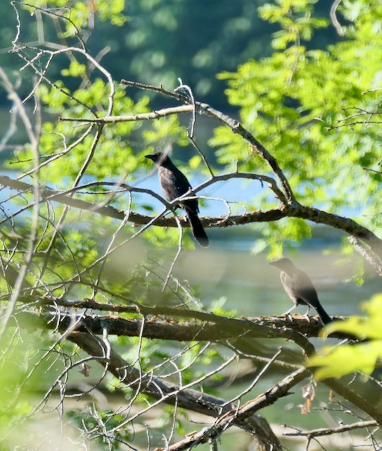 Common Grackle - L. Scott Milne