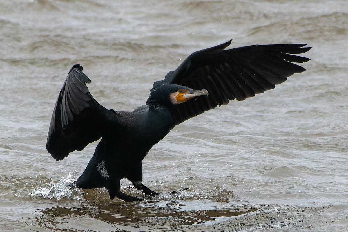 Great Cormorant - ML620464998