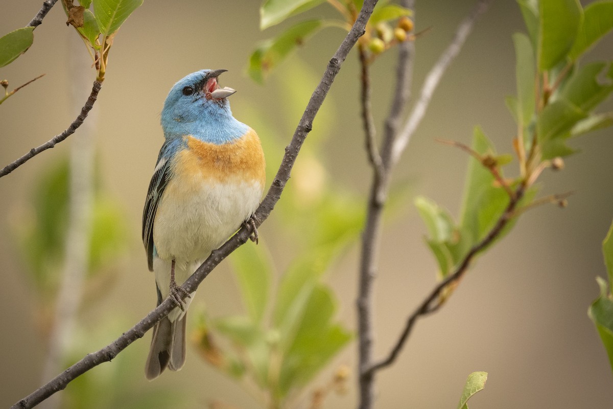 Lazuli Bunting - ML620464999