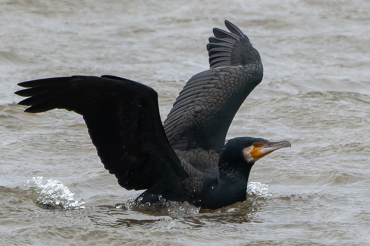 Cormorán Grande - ML620465000