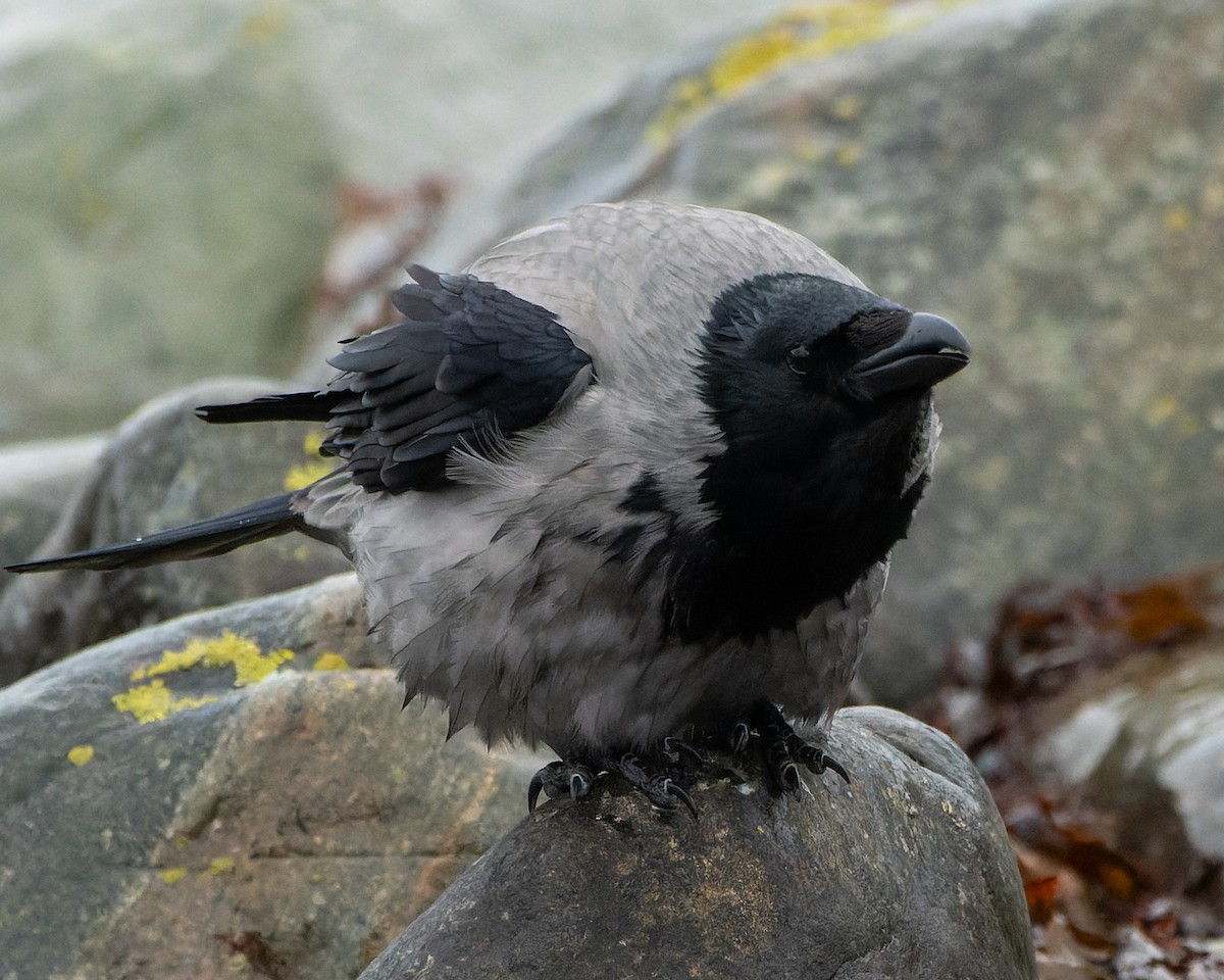 Hooded Crow - ML620465003