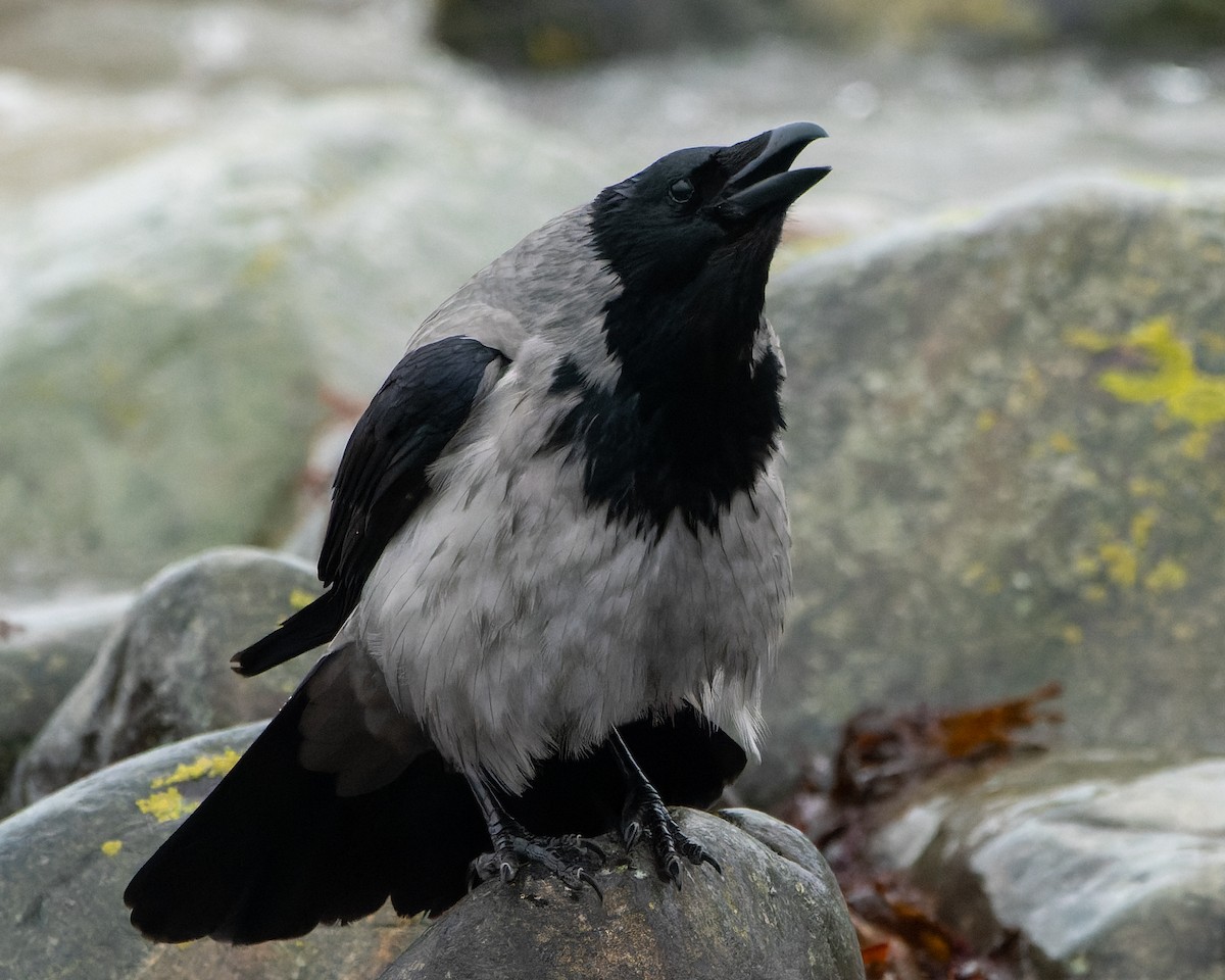 Hooded Crow - ML620465004