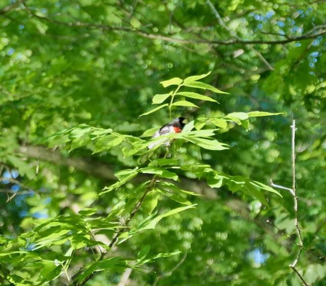 Rose-breasted Grosbeak - ML620465005