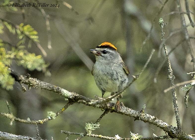 Golden-crowned Kinglet - ML620465007