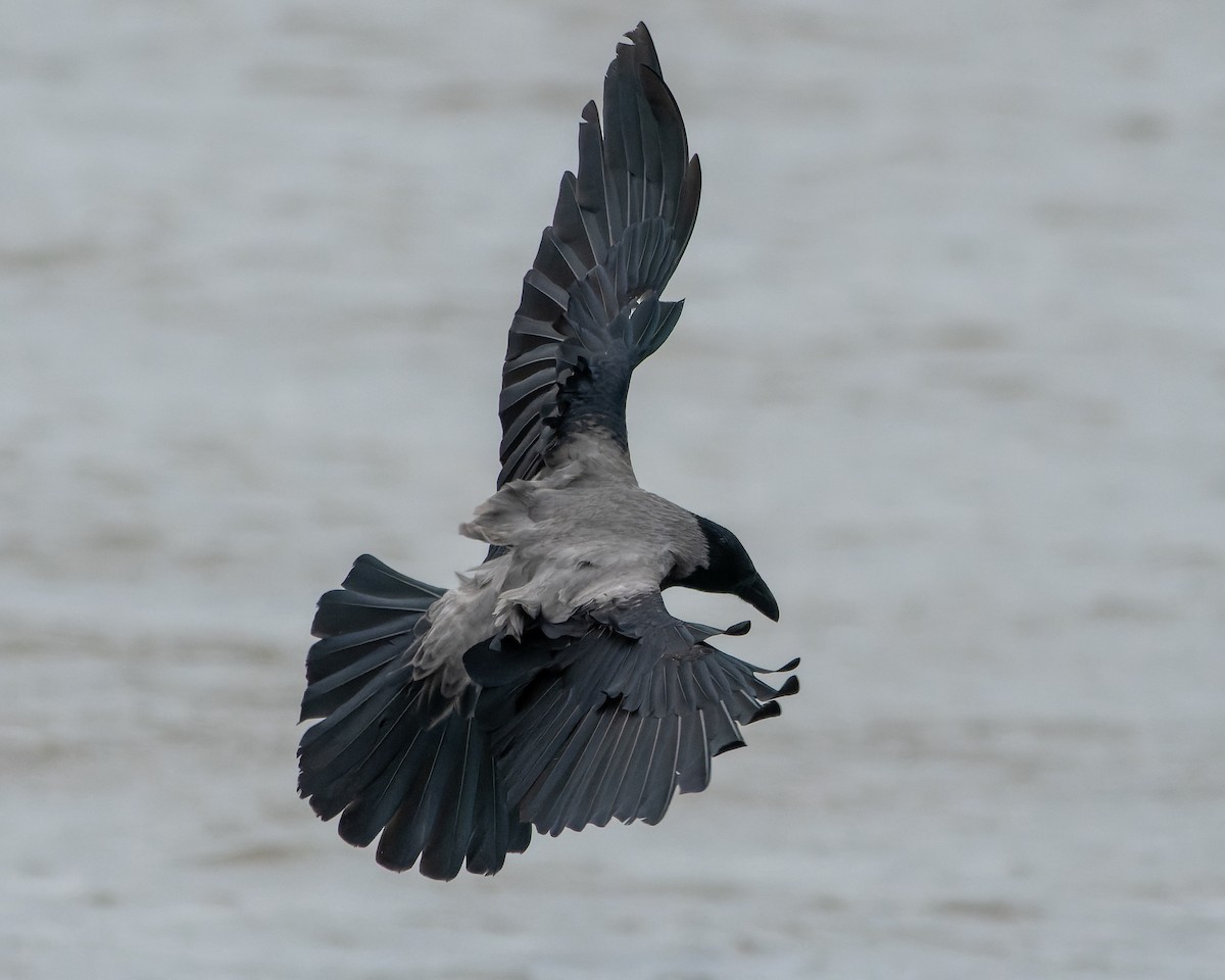 Hooded Crow - ML620465010