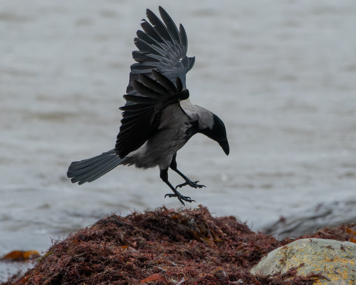 Hooded Crow - ML620465013