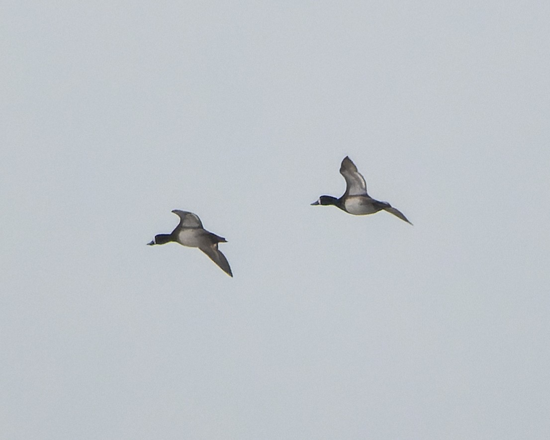 Greater Scaup - ML620465021