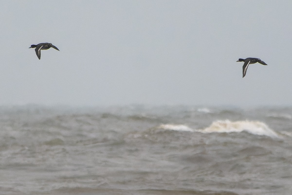 Greater Scaup - ML620465023