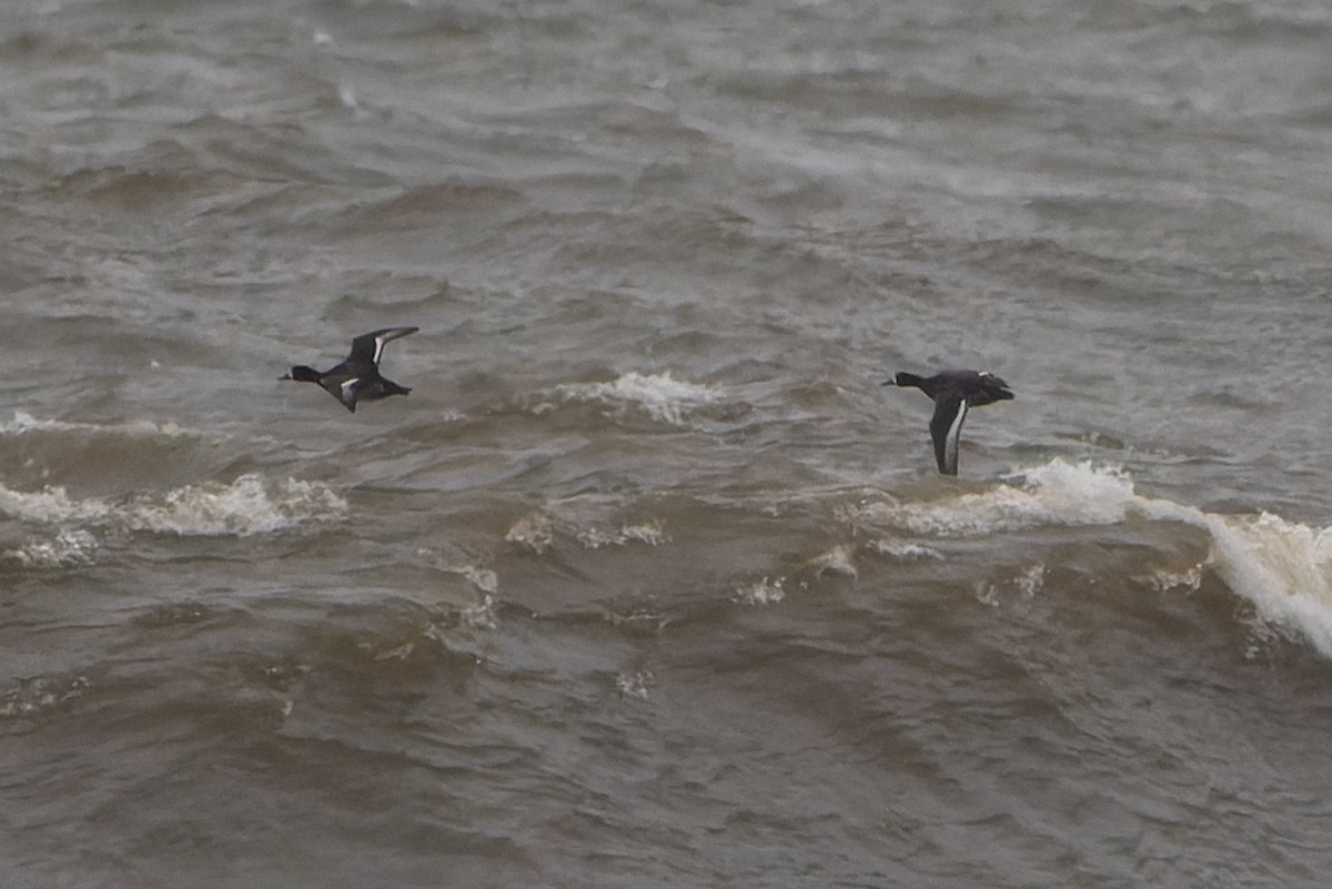 Greater Scaup - ML620465024