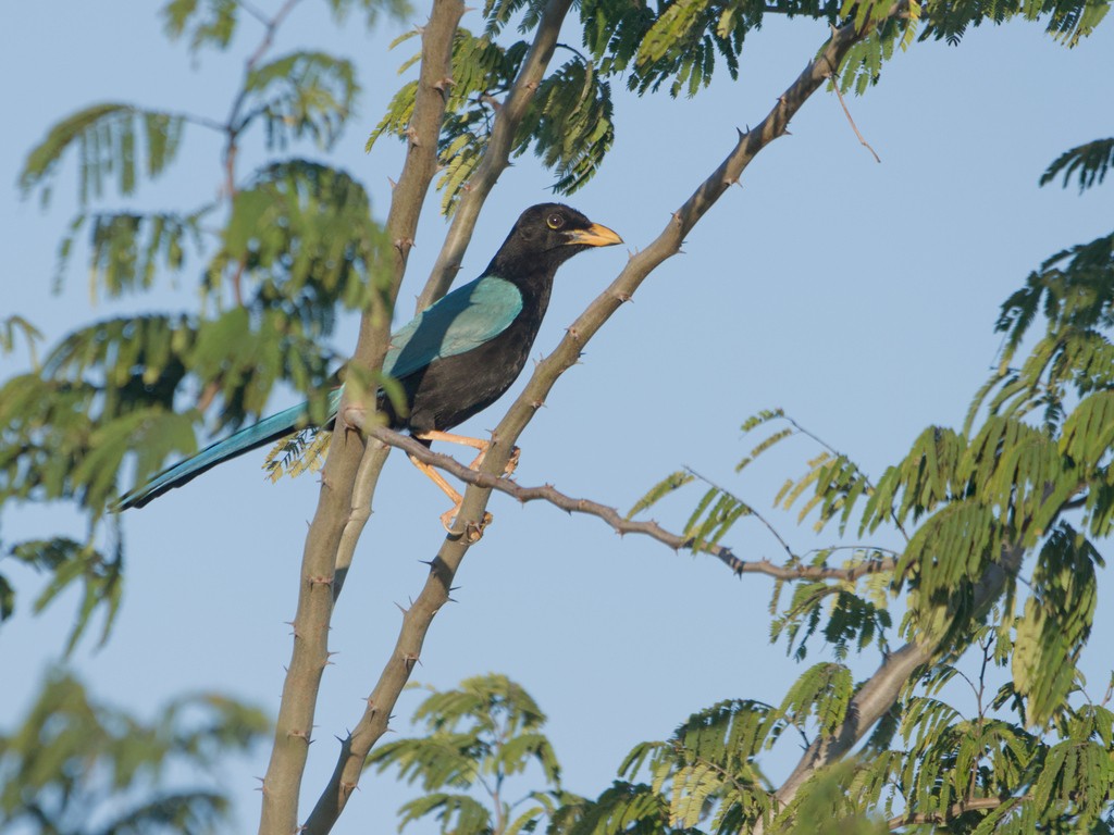 Yucatan Jay - ML620465027