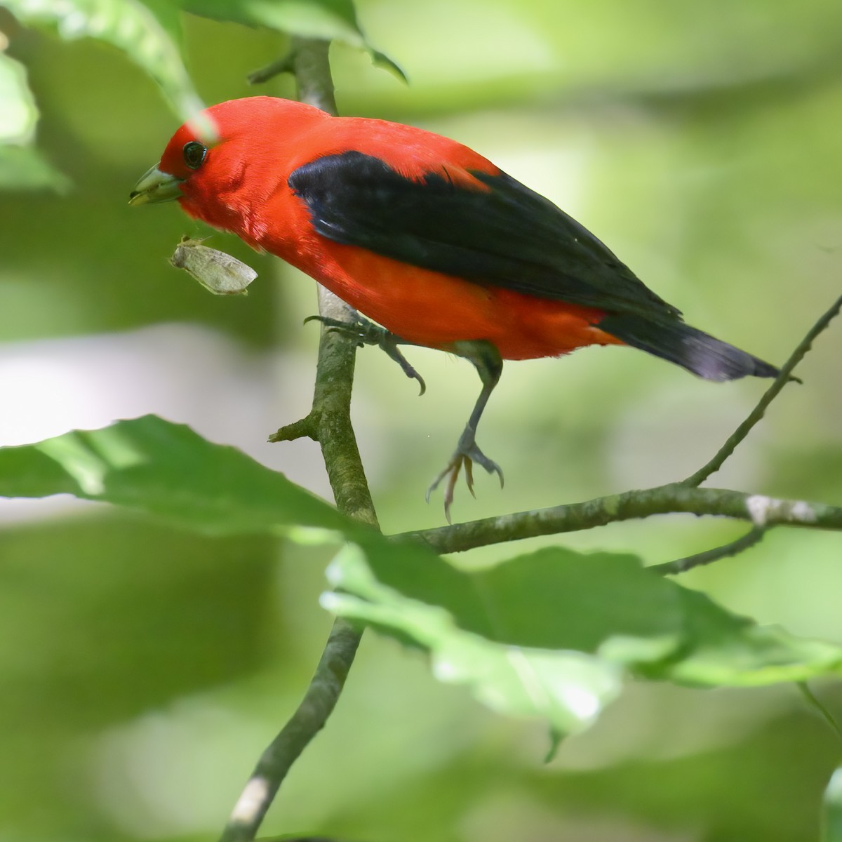 Scarlet Tanager - Laura  Wolf