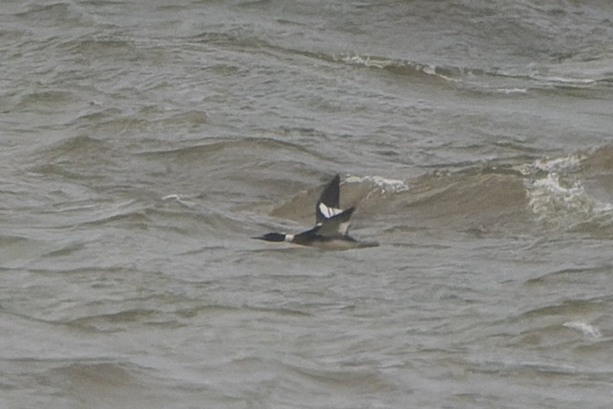 Red-breasted Merganser - Magnus Andersson