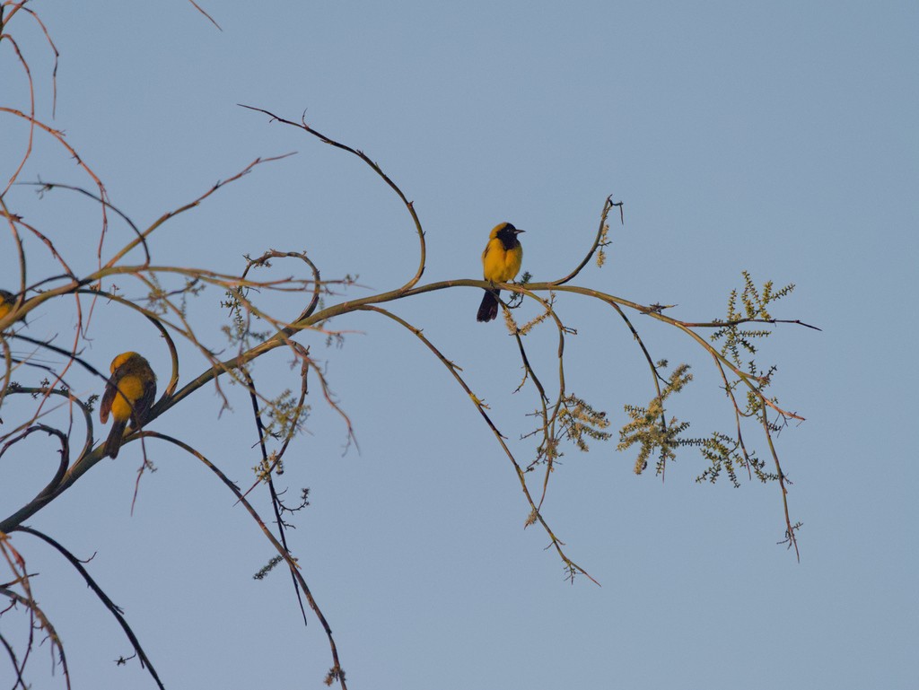 Black-cowled Oriole - ML620465058