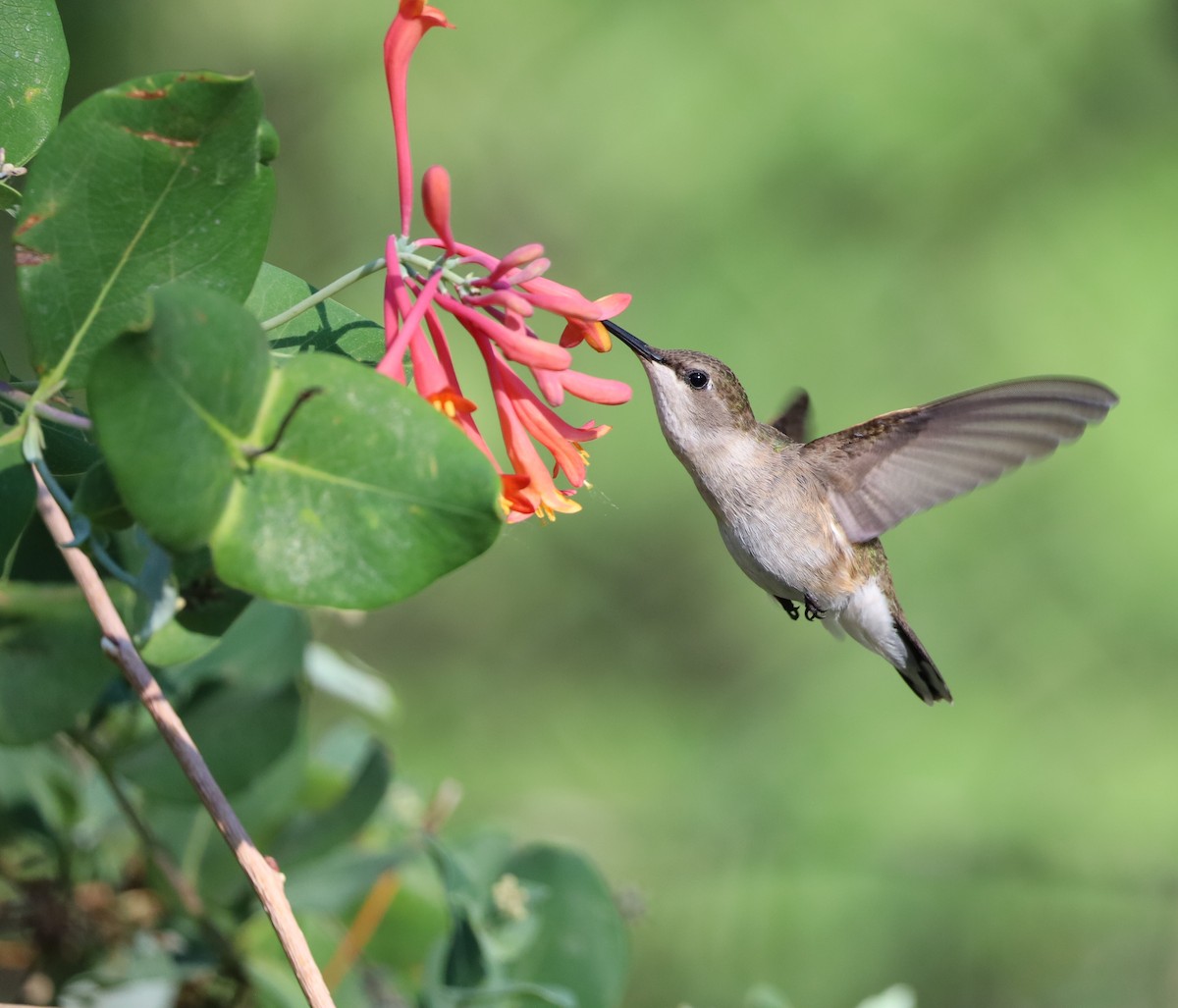 Black-chinned Hummingbird - ML620465061