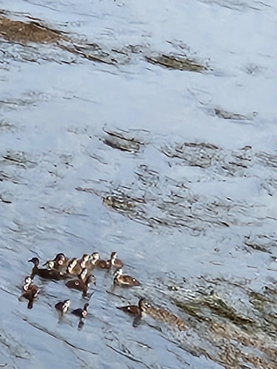 Wood Duck - ML620465062