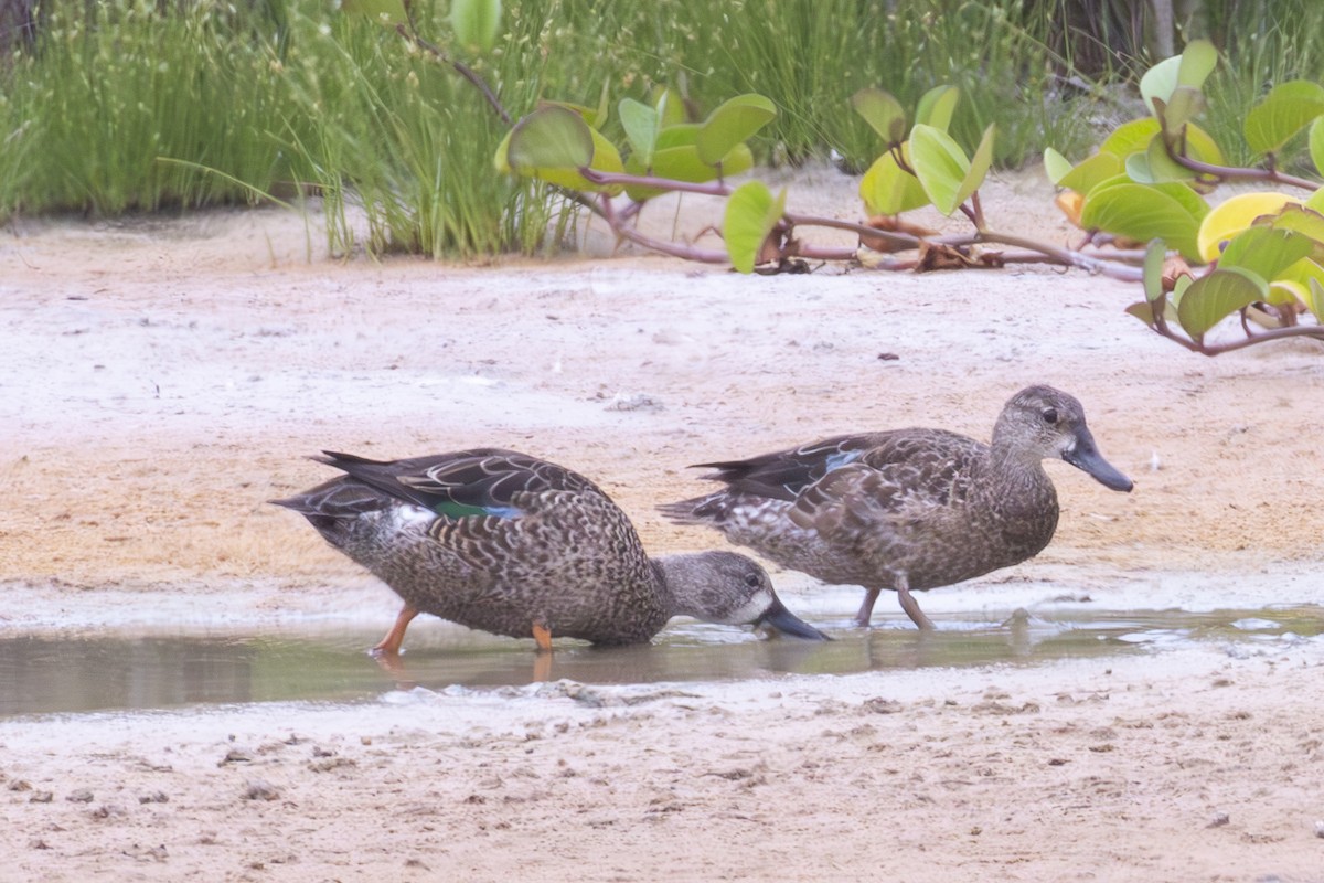 Blue-winged Teal - ML620465064