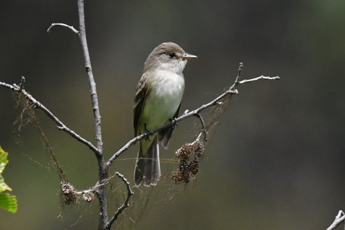 Willow Flycatcher - ML620465066