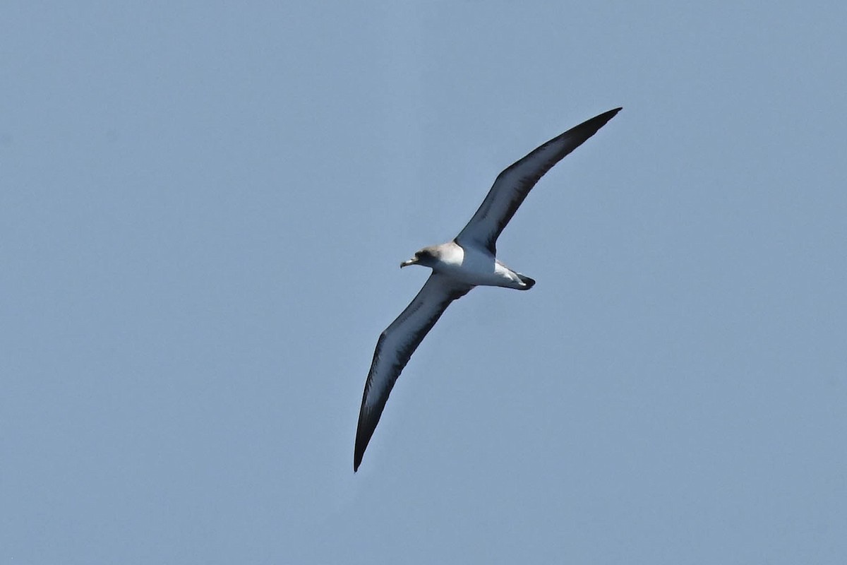 Cory's Shearwater - ML620465069