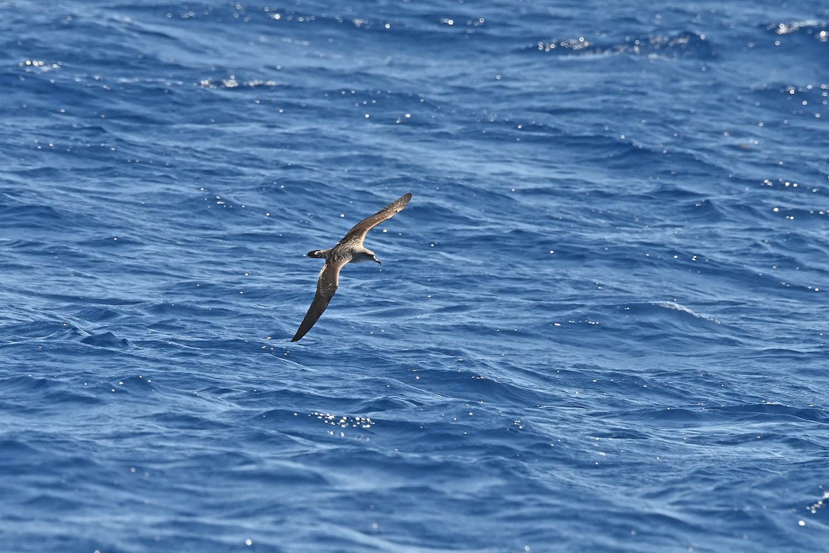 Cory's Shearwater - ML620465070