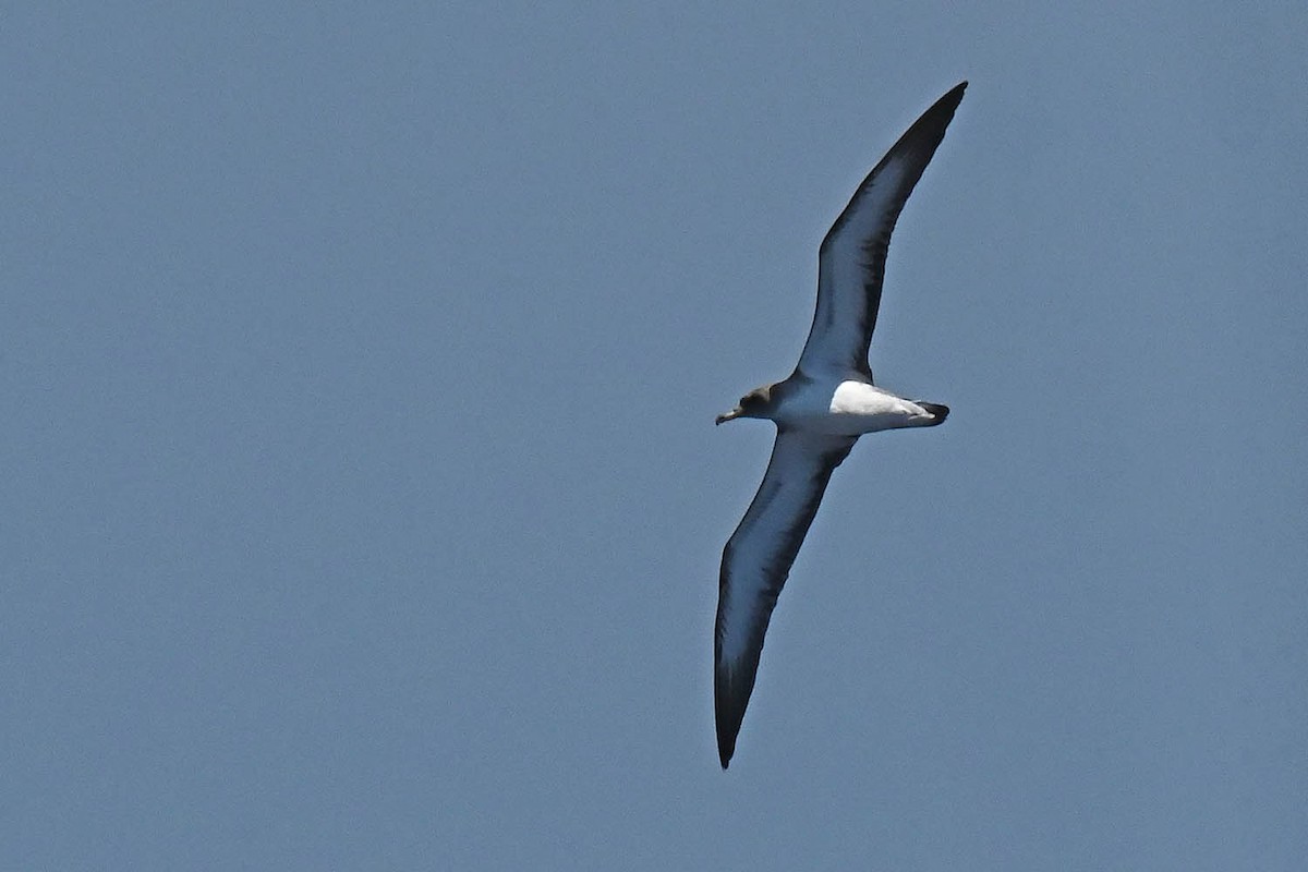 Cory's Shearwater - ML620465071