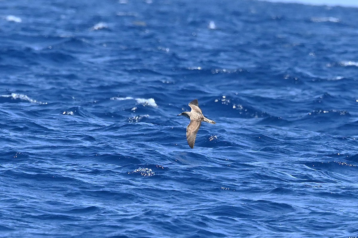 Cory's Shearwater - ML620465073