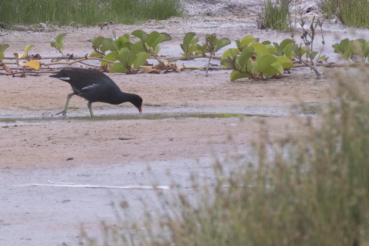 Common Gallinule - ML620465085