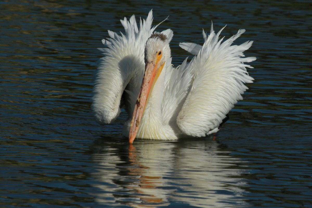 American White Pelican - ML620465087