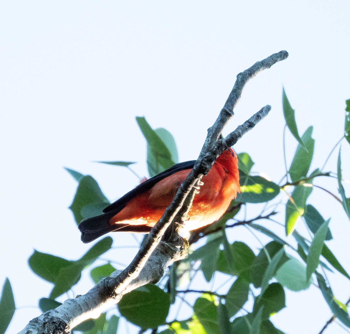Scarlet Tanager - ML620465090