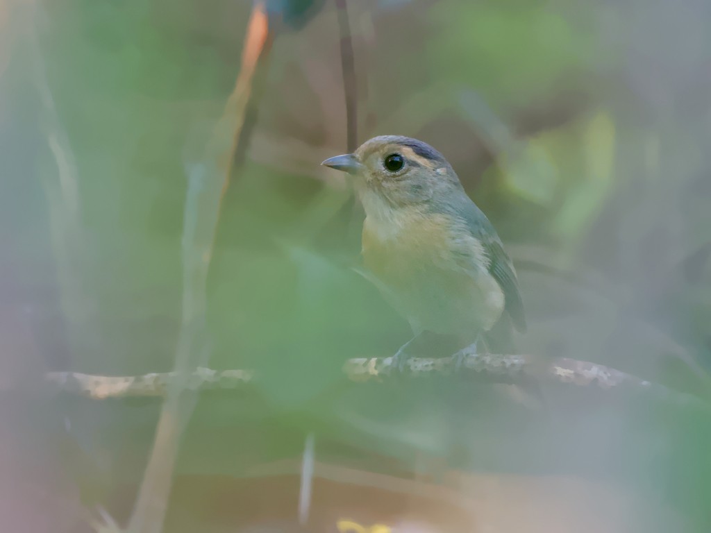 Gray-throated Chat - ML620465097