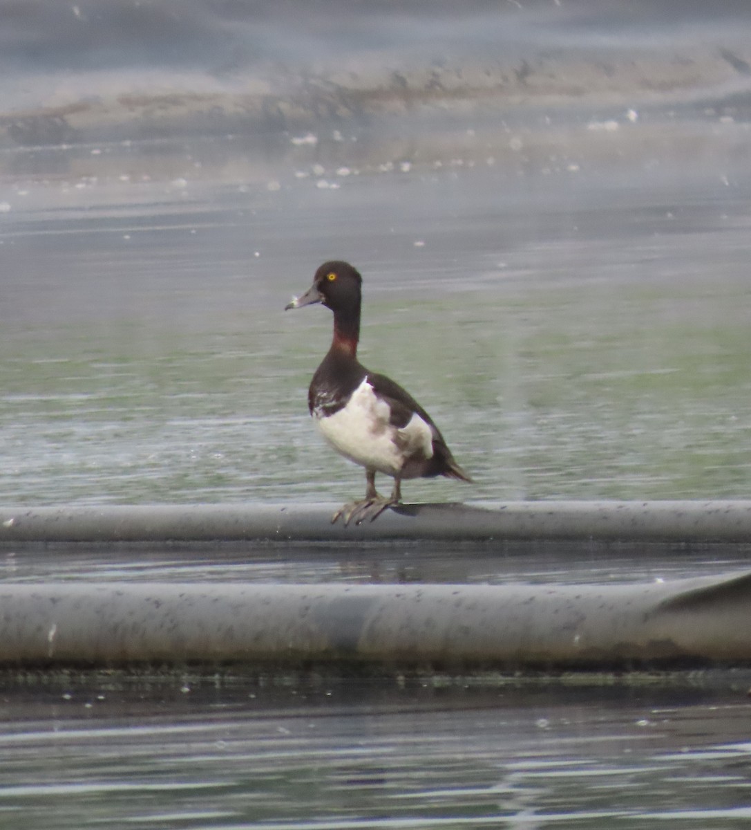 Ring-necked Duck - ML620465105