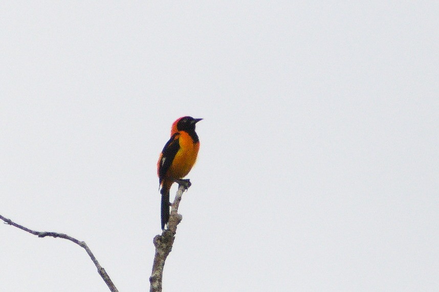 Oriole à dos orange - ML620465109